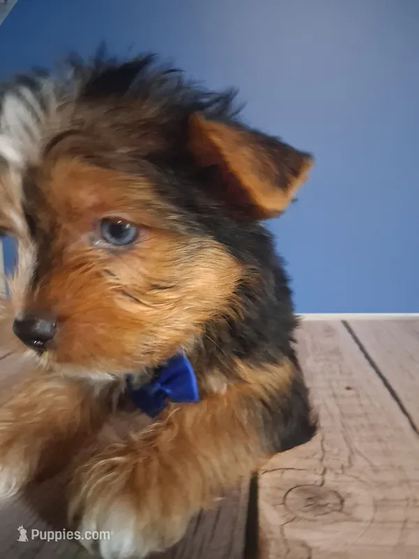Perry – Yorkshire Terrier puppy for sale in Kernersville, NC