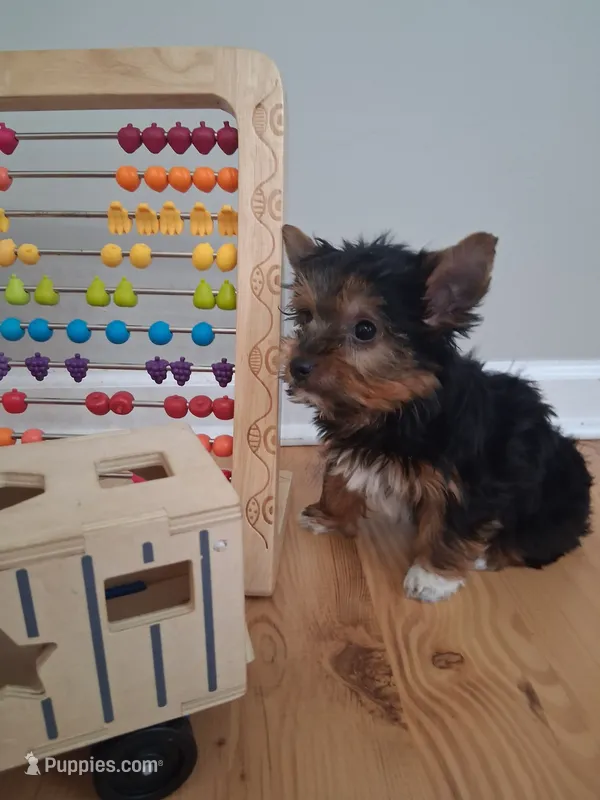 Ella – Yorkshire Terrier puppy for sale in Kernersville, NC