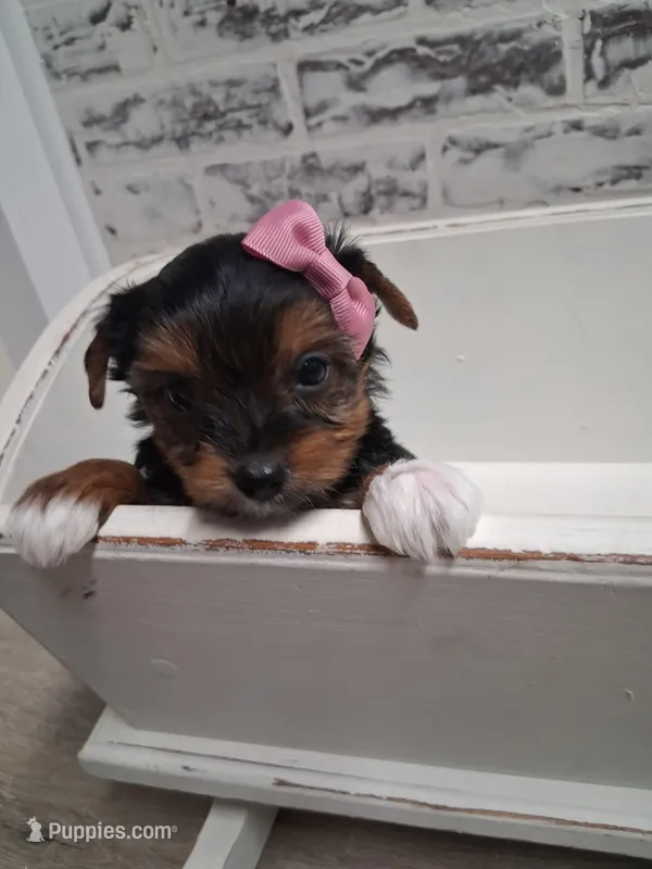 Ella – Yorkshire Terrier puppy for sale in Kernersville, NC