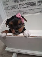 Ella, a female Yorkshire Terrier for sale in Kernersville, NC – Photo 2 of 3