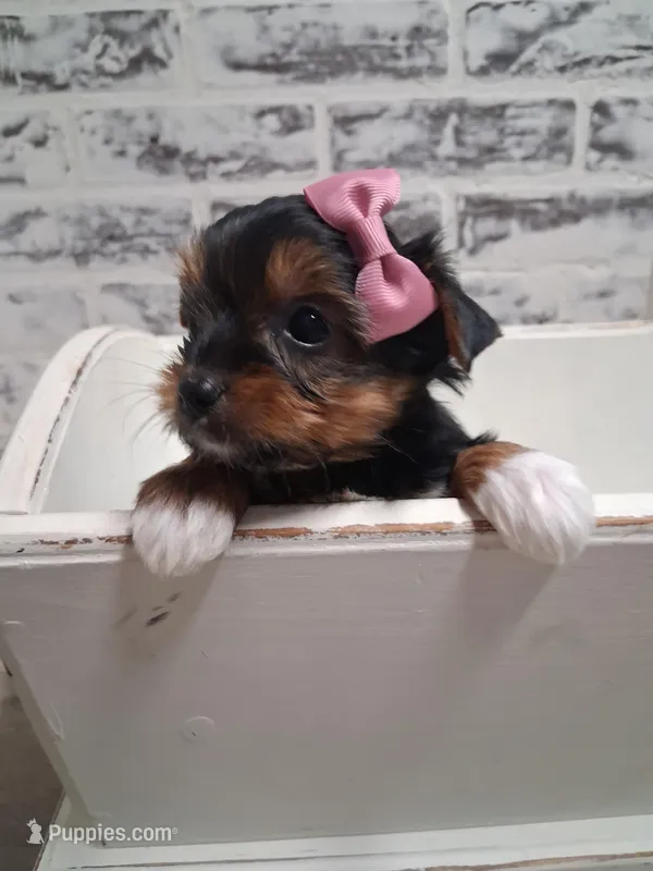 Ella – Yorkshire Terrier puppy for sale in Kernersville, NC