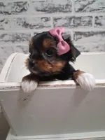 Ella, a female Yorkshire Terrier for sale in Kernersville, NC – Photo 1 of 3
