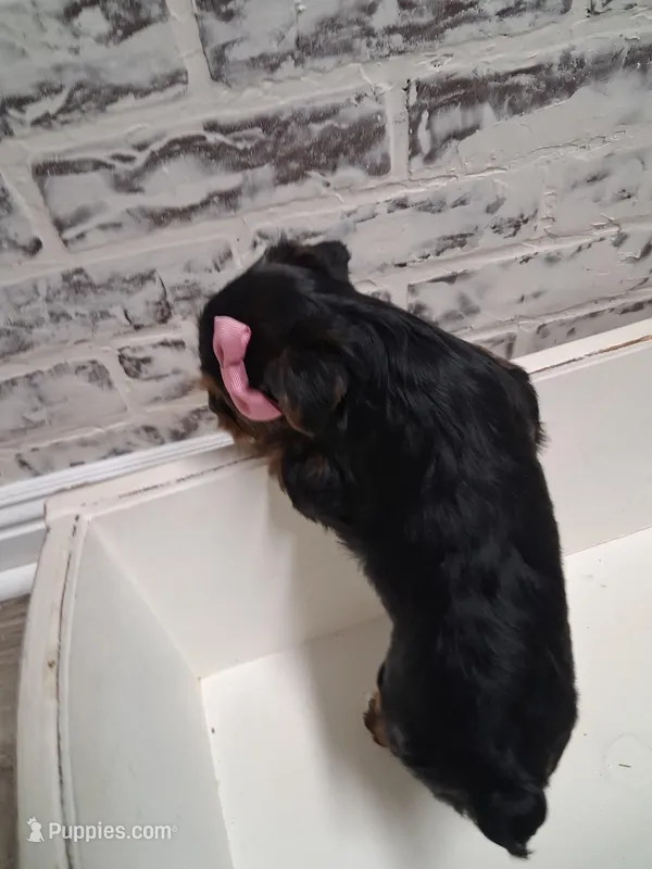 Ella – Yorkshire Terrier puppy for sale in Kernersville, NC