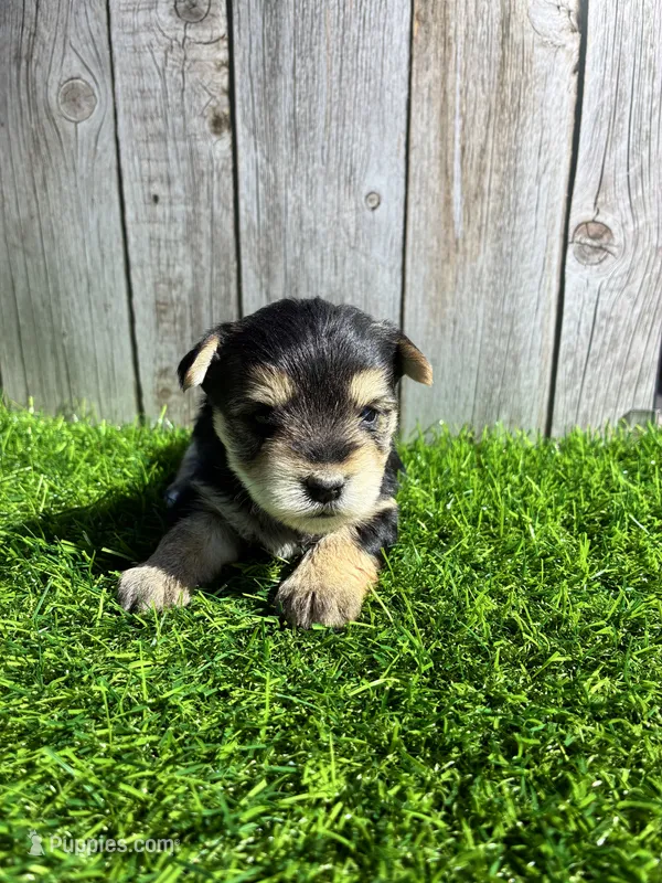 Latte – Yorkshire Terrier puppy for sale in Kernersville, NC