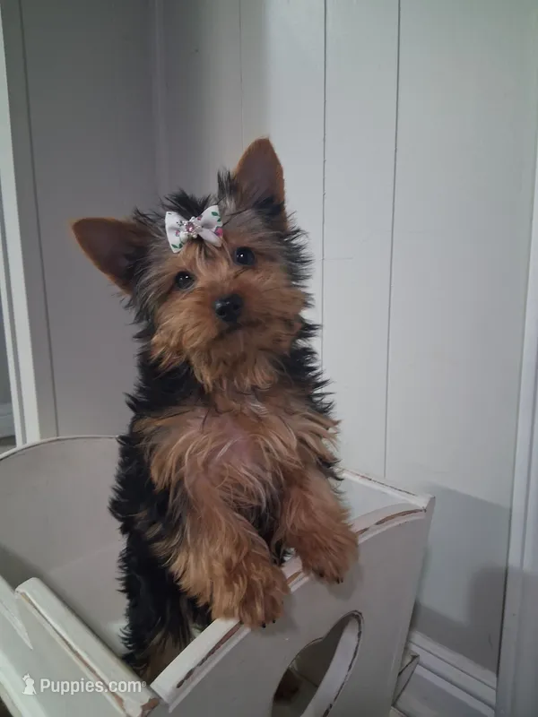 Shortcake CKC Purebred – Yorkshire Terrier puppy for sale in Kernersville, NC