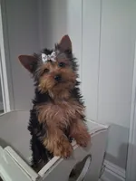 Shortcake CKC Purebred, a female Yorkshire Terrier for sale in Kernersville, NC – 1 of 3