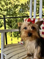 Shortcake, a female Yorkshire Terrier for sale in Kernersville, NC – 7 of 7