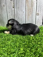 Latte, a female Yorkshire Terrier for sale in Kernersville, NC – 2 of 3