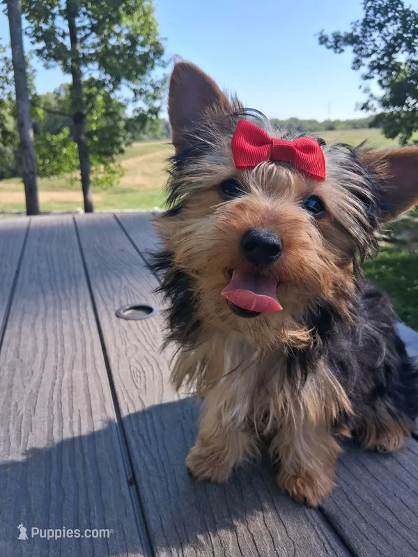 Shortcake CKC Purebred – Yorkshire Terrier puppy for sale in Kernersville, NC