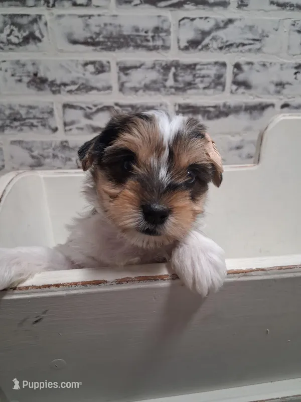 Kate – Yorkshire Terrier puppy for sale in Kernersville, NC