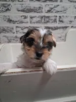Kate, a female Yorkshire Terrier for sale in Kernersville, NC – Photo 1 of 3