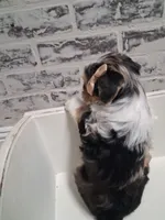 Kate, a female Yorkshire Terrier for sale in Kernersville, NC – Photo 2 of 3