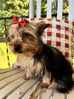 Shortcake, a female Yorkshire Terrier for sale in Kernersville, NC – 4 of 7