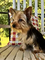 Shortcake, a female Yorkshire Terrier for sale in Kernersville, NC – 6 of 7