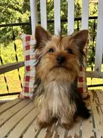 Shortcake, a female Yorkshire Terrier for sale in Kernersville, NC – 5 of 7