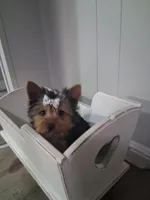 Shortcake CKC Purebred, a female Yorkshire Terrier for sale in Kernersville, NC – 2 of 3