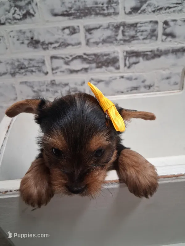 Sally – Yorkshire Terrier puppy for sale in Kernersville, NC