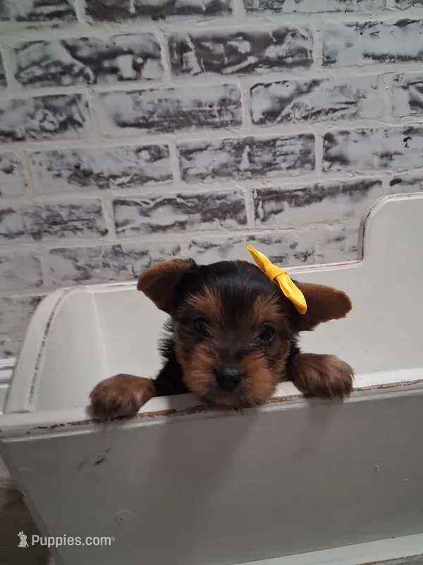Sally – Yorkshire Terrier puppy for sale in Kernersville, NC