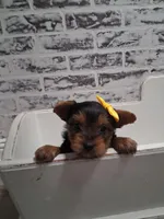 Sally, a female Yorkshire Terrier for sale in Kernersville, NC – Photo 1 of 3