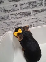 Sally, a female Yorkshire Terrier for sale in Kernersville, NC – Photo 3 of 3