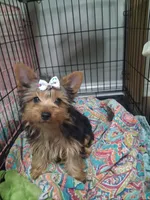 Shortcake CKC Purebred, a female Yorkshire Terrier for sale in Kernersville, NC – 3 of 3