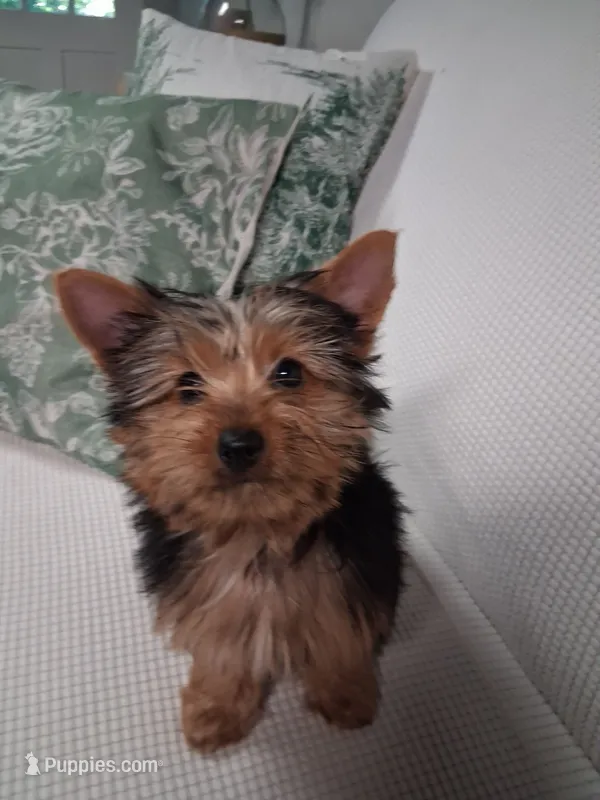 Shortcake – Yorkshire Terrier puppy for sale in Kernersville, NC