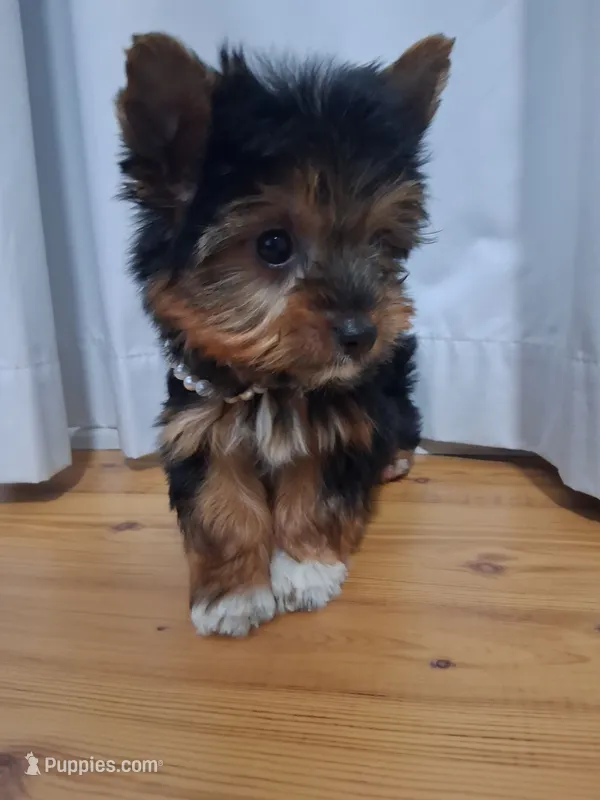 Ella – Yorkshire Terrier puppy for sale in Kernersville, NC