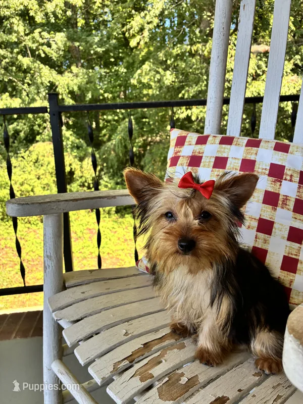 Shortcake – Yorkshire Terrier puppy for sale in Kernersville, NC