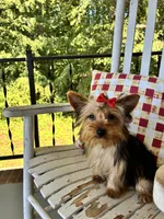 Shortcake, a female Yorkshire Terrier for sale in Kernersville, NC – 1 of 7