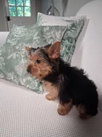 Shortcake, a female Yorkshire Terrier for sale in Kernersville, NC – 2 of 2