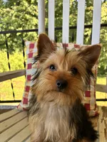Shortcake, a female Yorkshire Terrier for sale in Kernersville, NC – 2 of 7