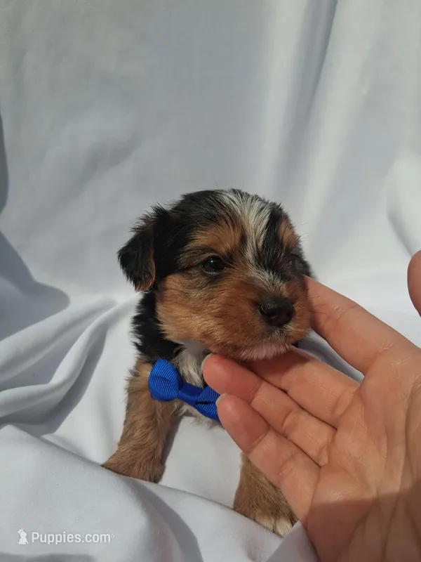 Perry – Yorkshire Terrier puppy for sale in Kernersville, NC