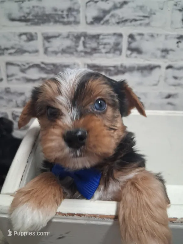 Perry – Yorkshire Terrier puppy for sale in Kernersville, NC