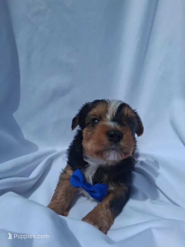 Perry – Yorkshire Terrier puppy for sale in Kernersville, NC