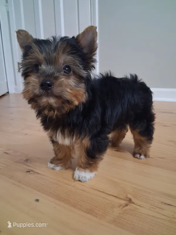 Ella – Yorkshire Terrier puppy for sale in Kernersville, NC