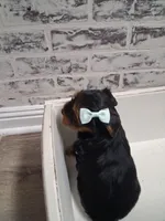 Molly, a female Yorkshire Terrier for sale in Kernersville, NC – Photo 2 of 2