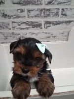 Molly, a female Yorkshire Terrier for sale in Kernersville, NC – Photo 1 of 2