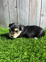 Latte, a female Yorkshire Terrier for sale in Kernersville, NC – 3 of 3