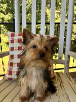 Shortcake, a female Yorkshire Terrier for sale in Kernersville, NC – 3 of 7