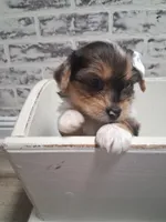 Elizabeth, a female Yorkshire Terrier for sale in Kernersville, NC – Photo 2 of 4