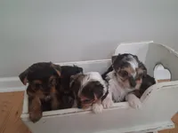 Elizabeth, a female Yorkshire Terrier for sale in Kernersville, NC – Photo 3 of 4