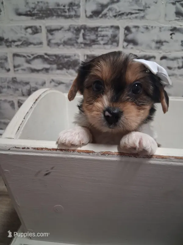 Elizabeth – Yorkshire Terrier puppy for sale in Kernersville, NC