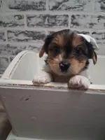 Elizabeth, a female Yorkshire Terrier for sale in Kernersville, NC – Photo 1 of 4