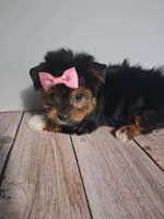 Ella, a female Yorkshire Terrier for sale in Kernersville, NC – 4 of 5