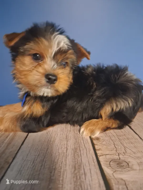 Perry – Yorkshire Terrier puppy for sale in Kernersville, NC