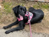 Coco Chanel , a female Miniature Aussiedoodle for sale in Spartanburg, SC – 3 of 3