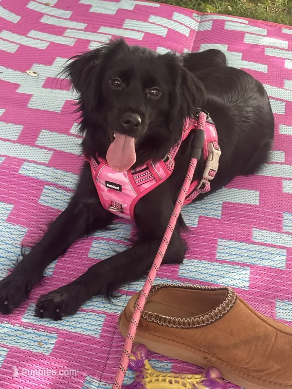 Coco Chanel  – Miniature Aussiedoodle puppy for sale in Spartanburg, SC