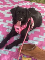 Coco Chanel , a female Miniature Aussiedoodle for sale in Spartanburg, SC – 1 of 3