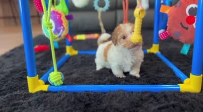 Layla, a female Havanese for sale in Millersburg, OH – 5 of 5