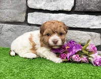 Lexy, a female Havanese for sale in Millersburg, OH – 6 of 7